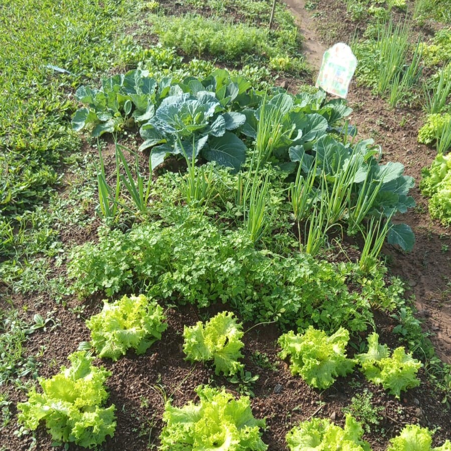 Projeto horta escolar